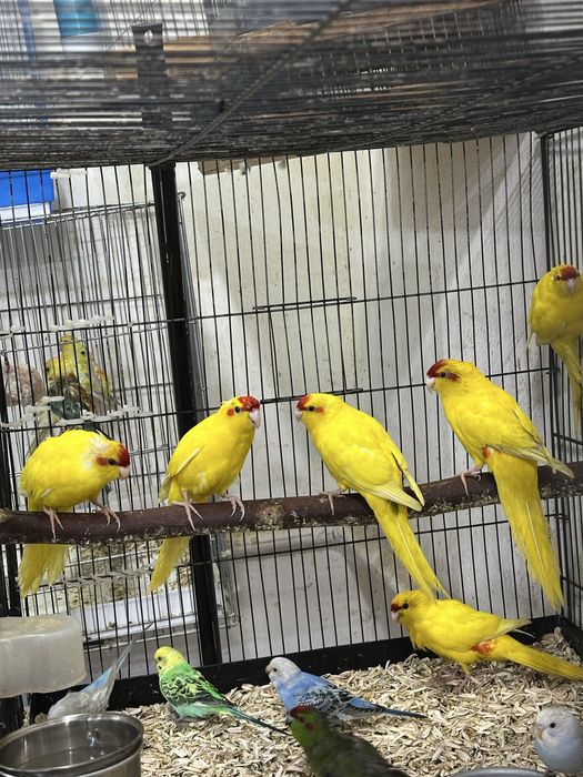 Kakriki sotiladi donasi 350 000min