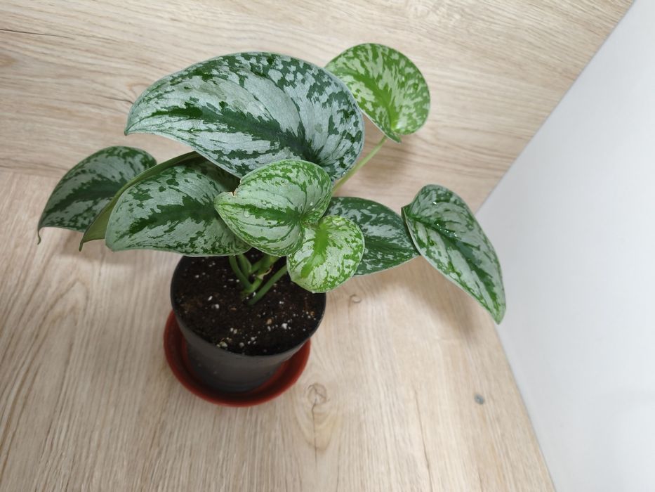 Сциндапсусы, эпипремнум