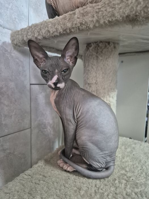 Продается кошечка Сфинкс