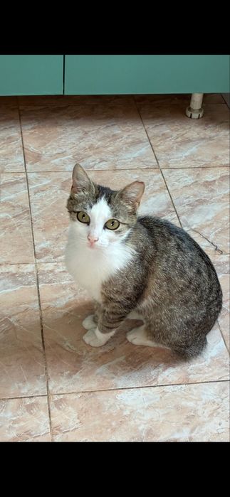 Pisica femela spre adoptie