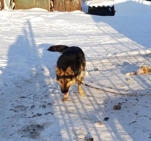 Продам овчарку полтора года