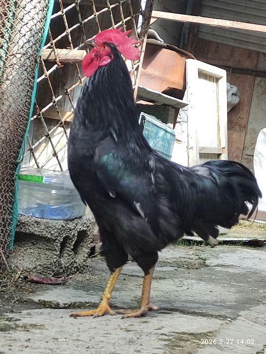 Qora shaxzoda xoroz sotiladi.