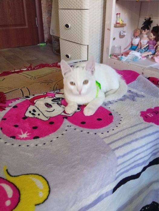 Отдам кошку бесплатно