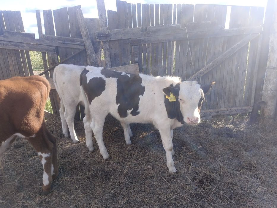 Продам 2 бычков 5 месячные