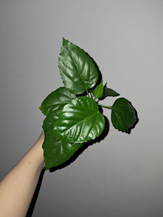 Гибискус.Китайская Роза