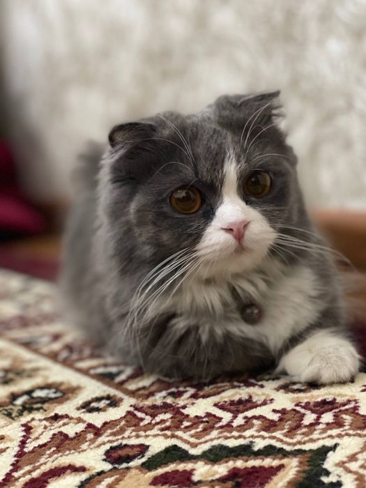 Шотланский.            .