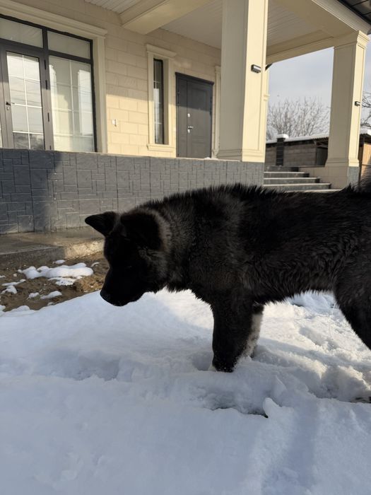 Американская акита