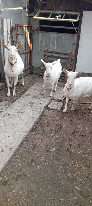 Tap Saanen si doua iedute