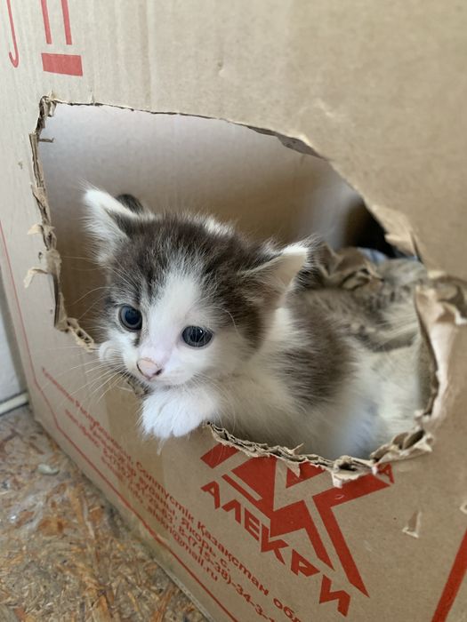 Отдам котят девочки и мальчики, Так же есть  ёжики, цена договорная