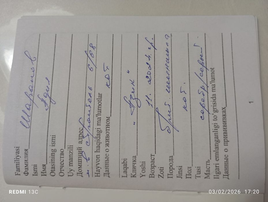 Вязка Британиский шиншила