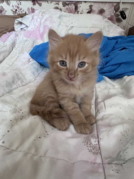 Отдам котят в хорошие руки