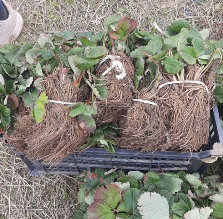 РАЗСАД Малини и Ягоди