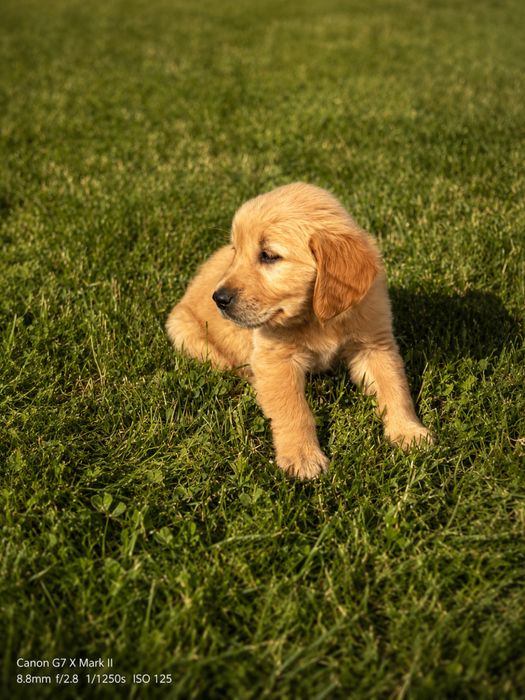 Pui Golden Retriever din Parinti Pedigree