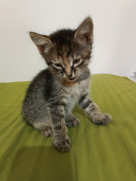 Отдам  2х месячных котят