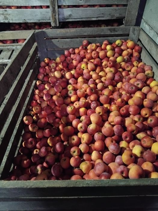 Mere de vânzare calitatea intai