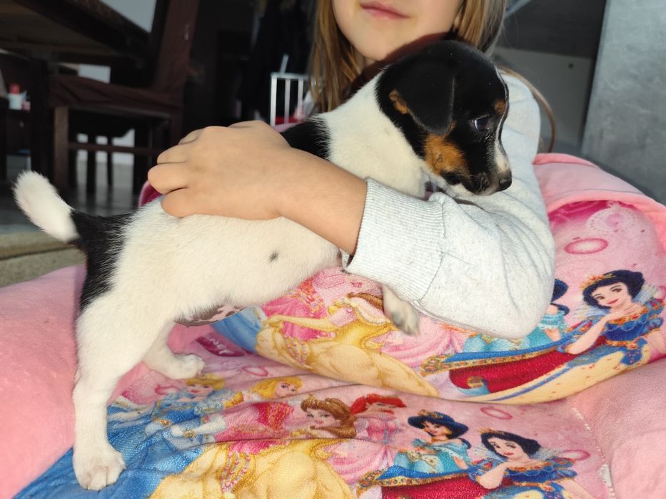 Femela Jack Russell terrier