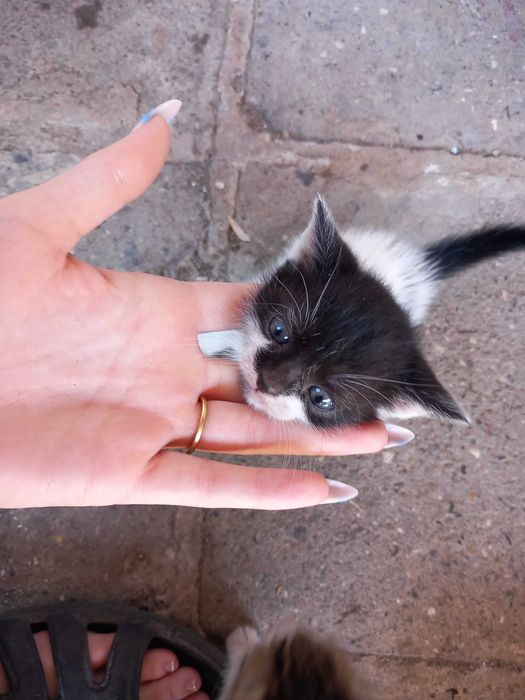 Подаряват се малки котета