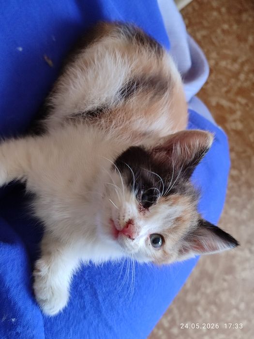 Подарявам малко коте