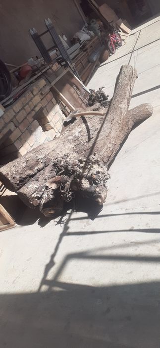 Утин гилос дарахти куриган шу туриши хаммаси 40000сум