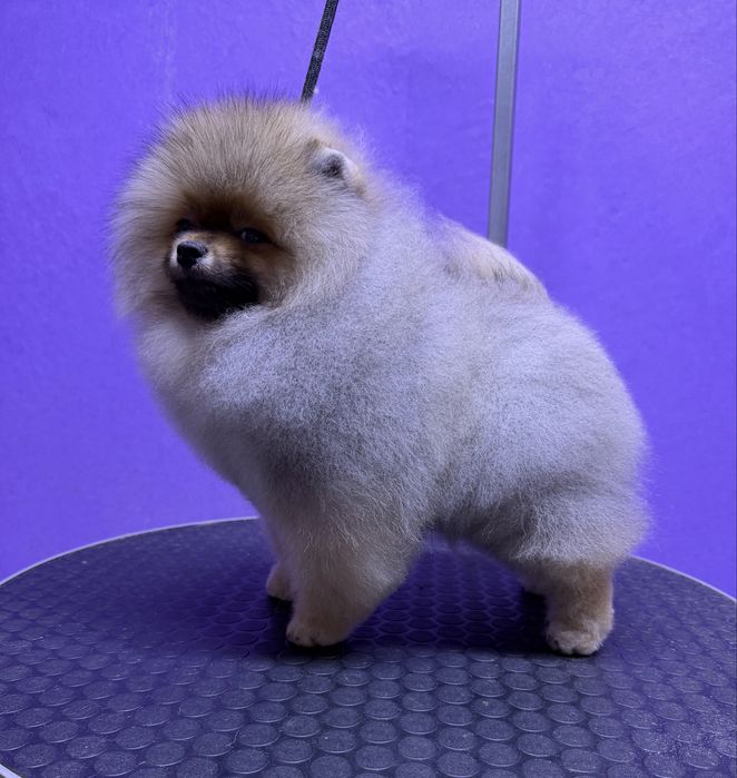 Щенки померанского шпица