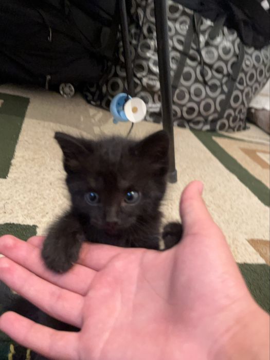 Шотландский Черный котенок