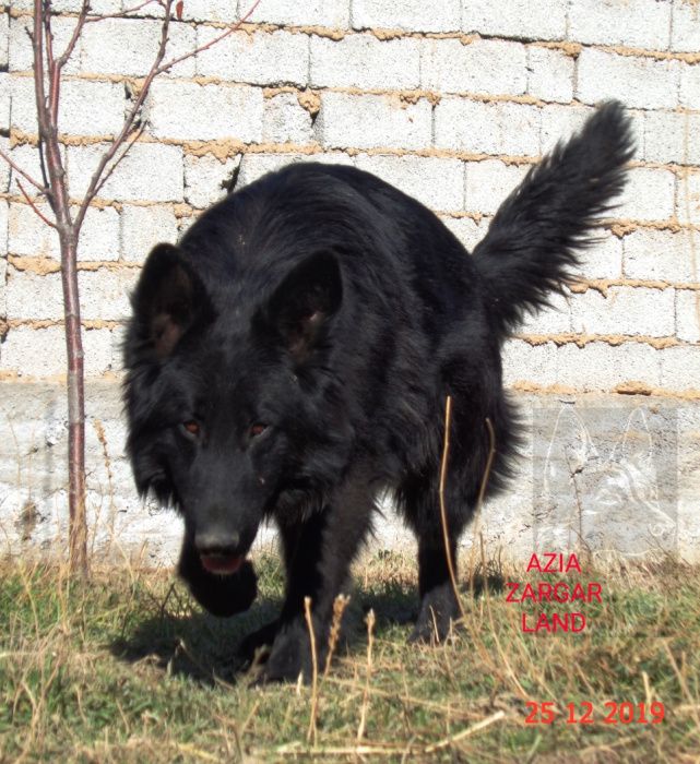 Вязка .Длинношёрстный кобель немецкой овчарки ( черного окраса)