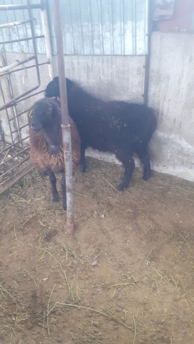 Қой сатылыды семіз