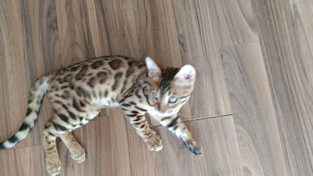 Продам котенка 4месяца