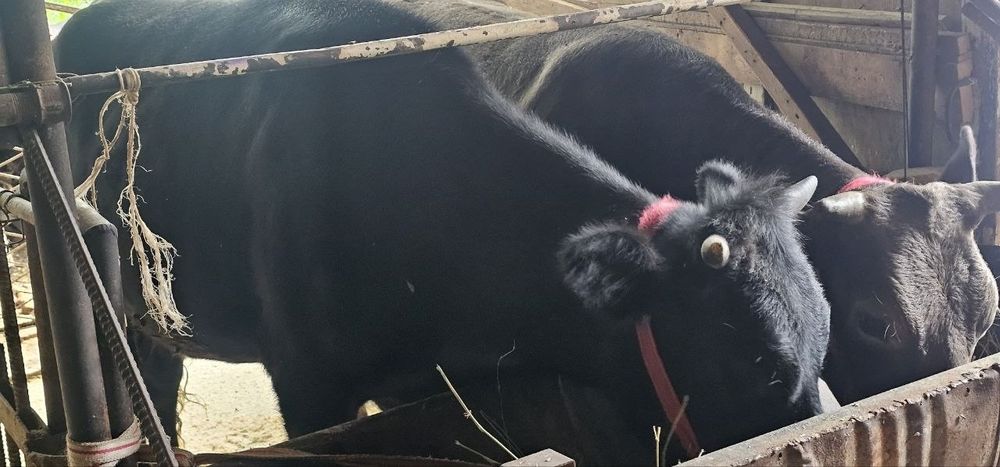 Гунажинлар зудлик билан сотилади