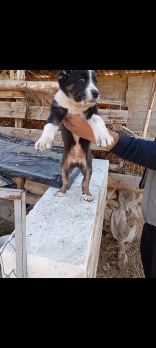 Choʻpon gidik sotiladi