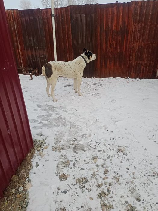 СРОЧНО продам собаку