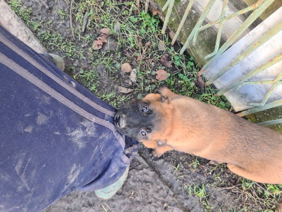 Малиноа - белгийска овчарка