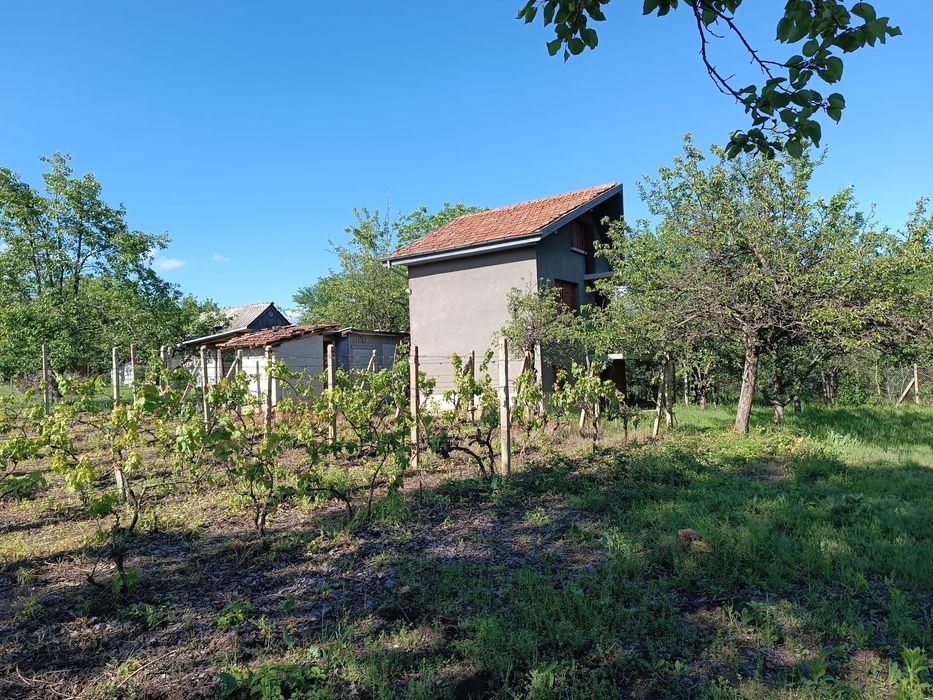 Вили с двор и лозе
