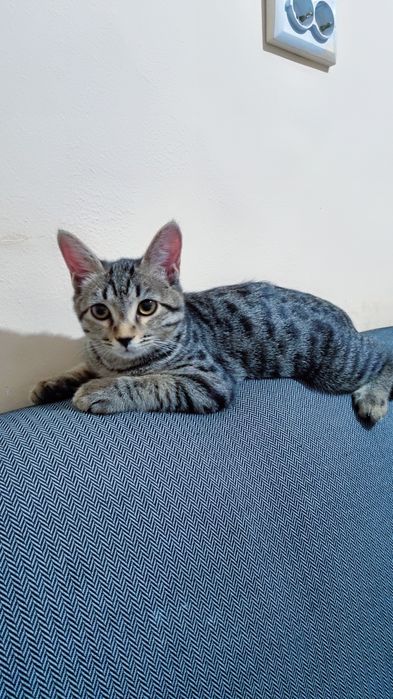 Damashni mushuk tabby silver
