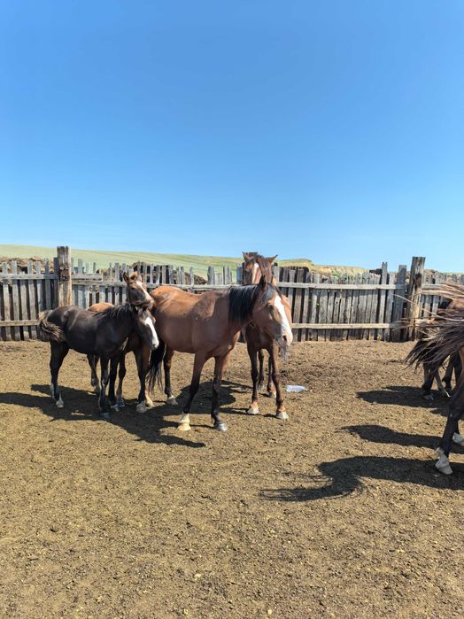 Кобылу с жеребёнком