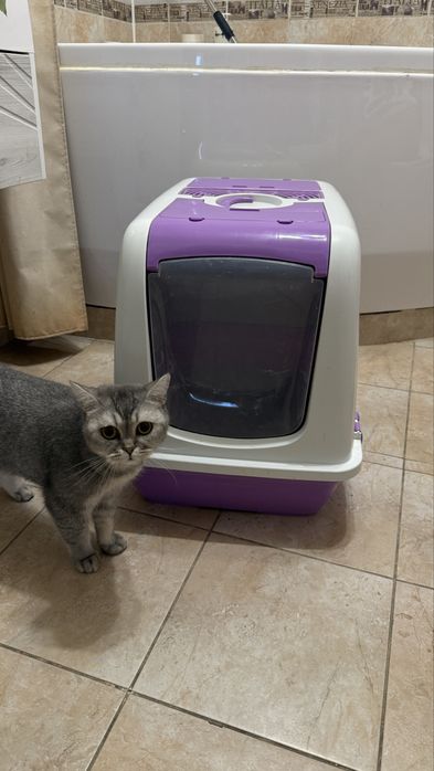 Кошечка скотишстрайт. 2,5 года.