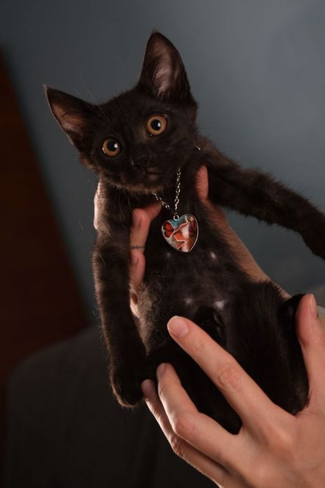 Отдам милых котят
