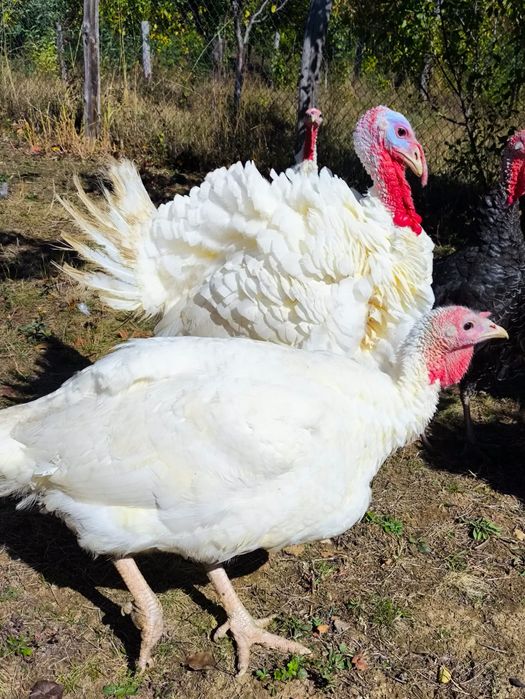 De vânzare o pereche de curci (curca+curcan)