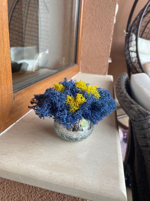 Картини и кашписъс скандинавски мъх