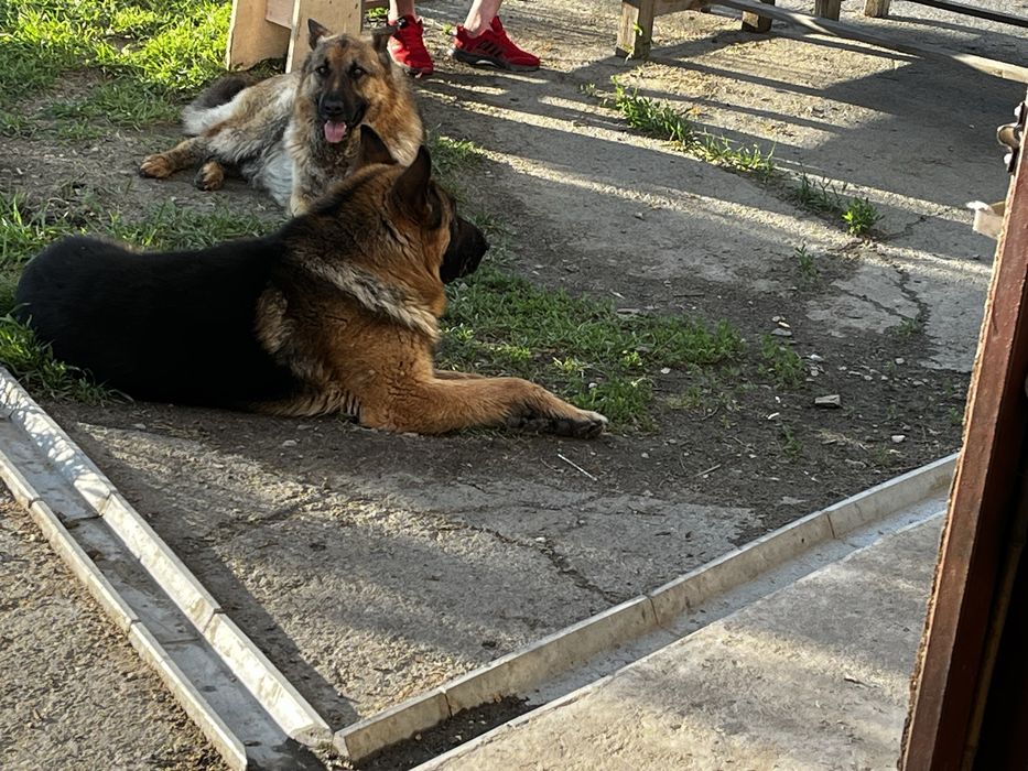 Пропала овчарка девочка