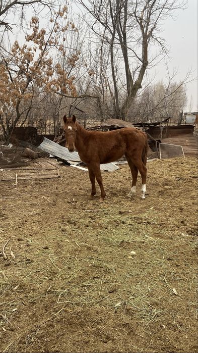 Жабағы сатылады еркек
