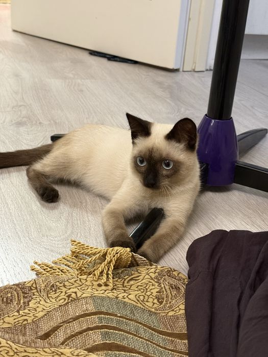 Красивый котик в добрые руки