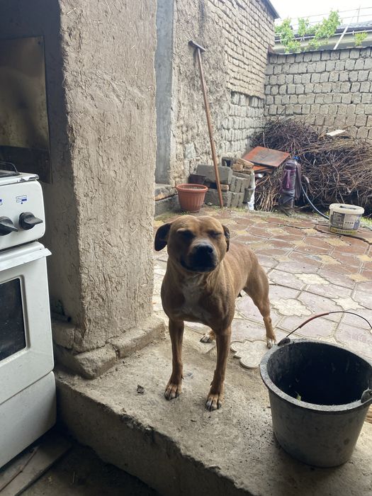 Кучук пидбул айол