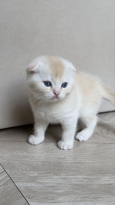 Продаются котята серебристые шиншиллы