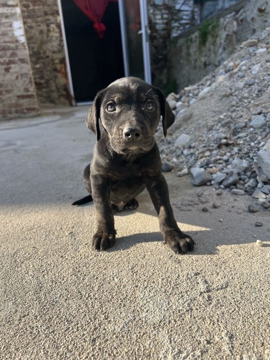 Подарявят се 3 мъжки кученца