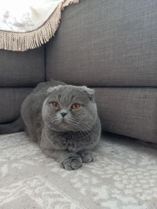 Отдам добрую и ласковую кошечку