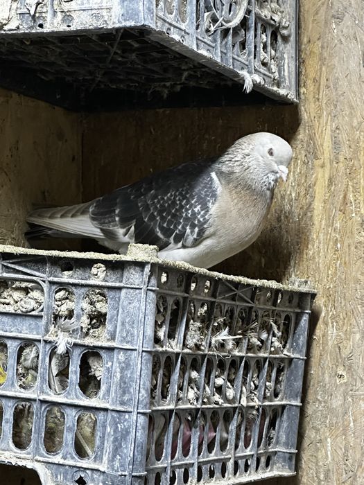 Продам голубей «Такла»