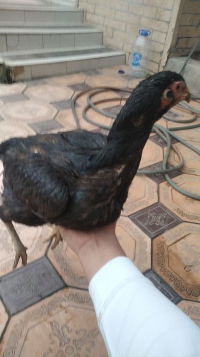 Dakan tovuq sotiladi