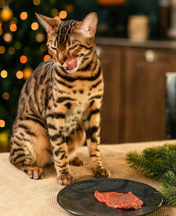 Бенгальские котята с документами.