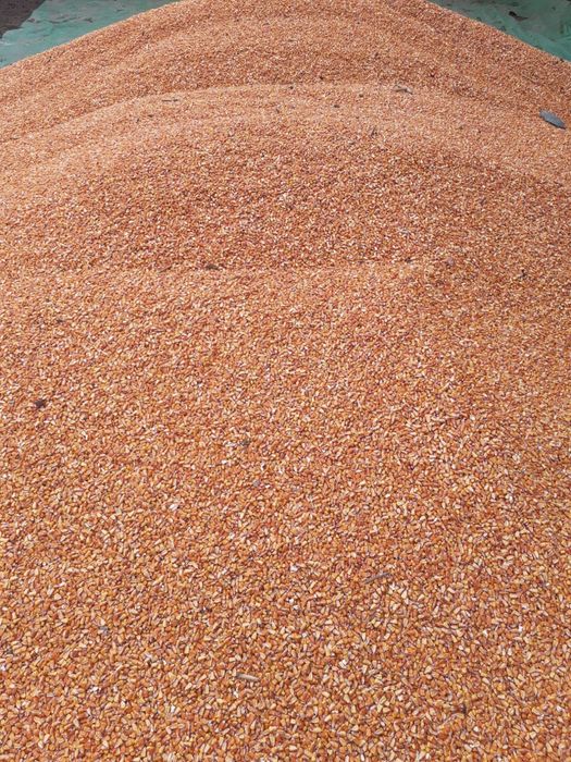 Porumb boabe de vanzare